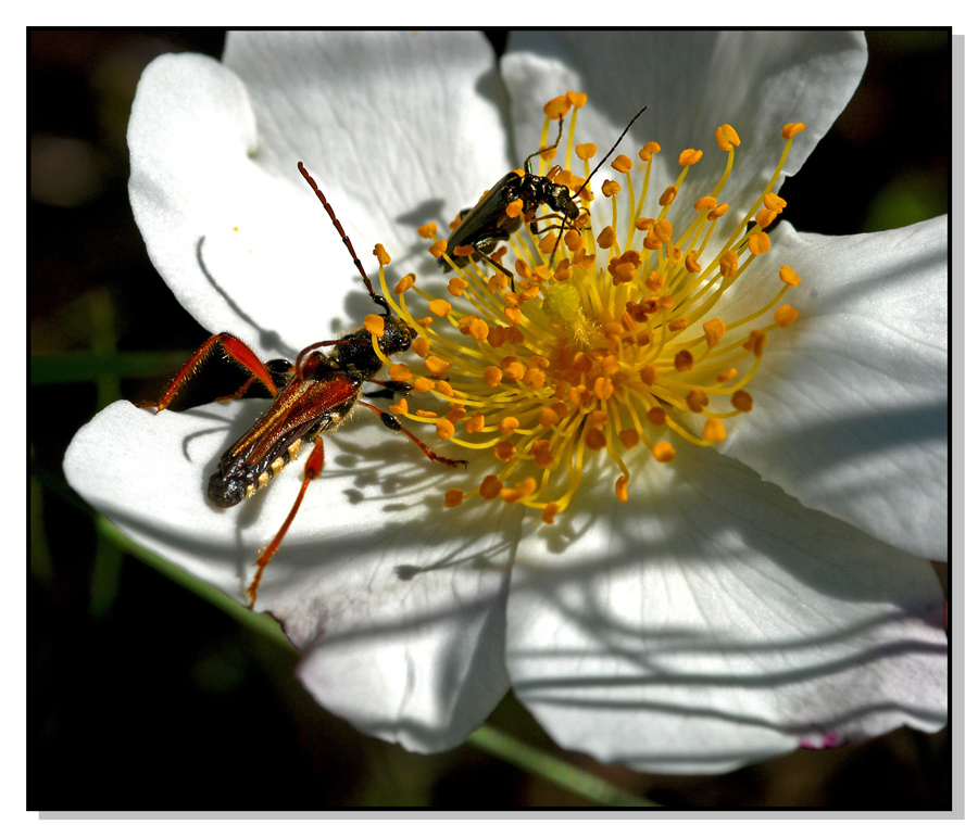 Ubi maior minor cessat