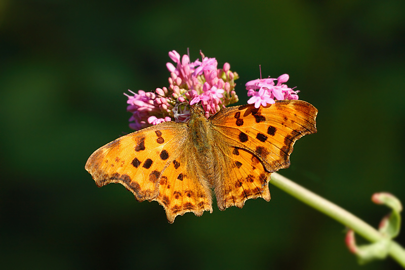 Polygonia C-album...
