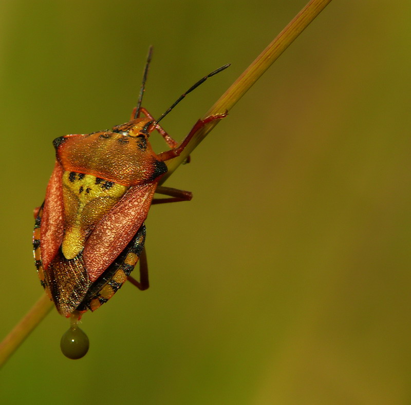 Macrofotografia - cogli l'attimo