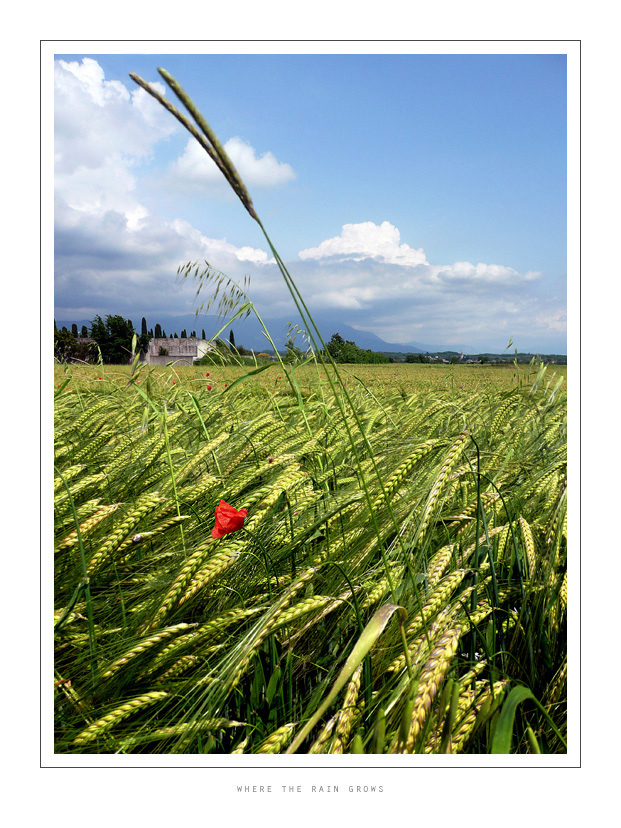 Where the rain grows