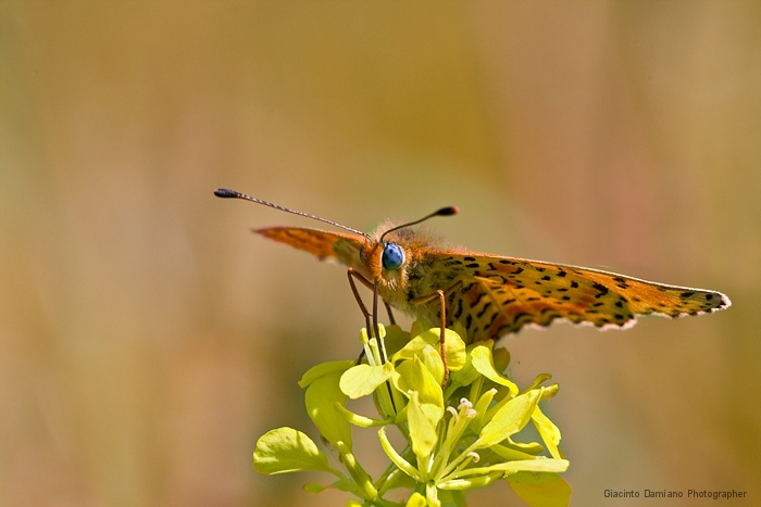 Non ho fantasia.....