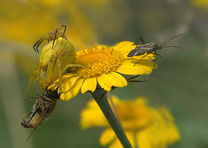 Ohhhhhhhh!!!!!!!!     issaaa!!!!!