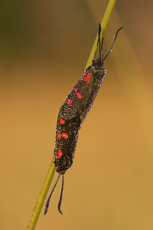 Zygaena filipendulae