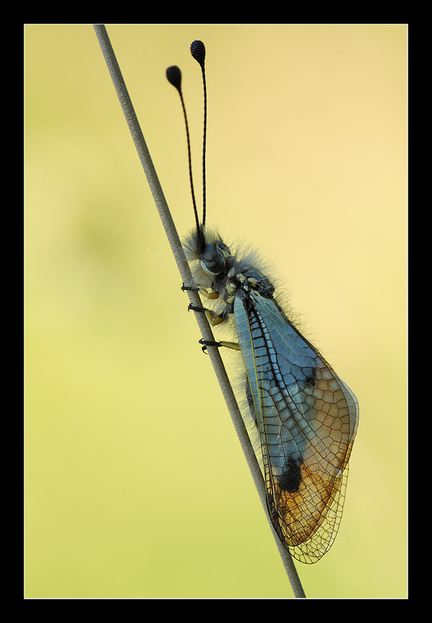 Libelloides sp.