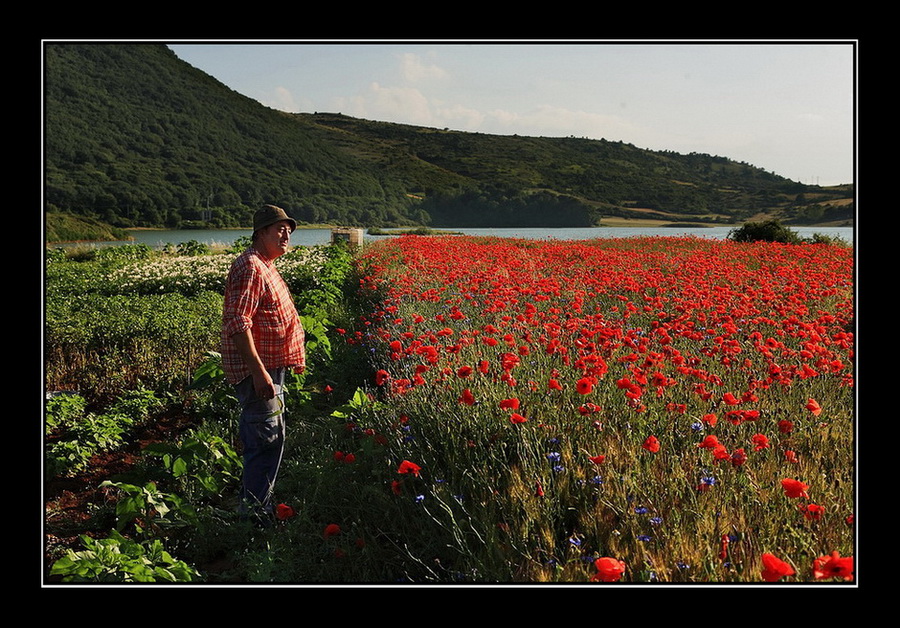 Il signore dei papaveri