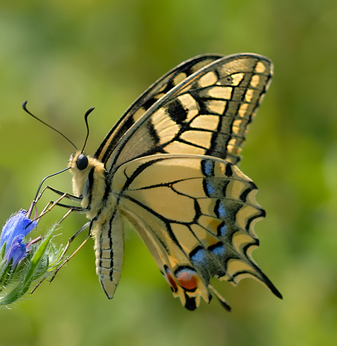 Papilio macaon