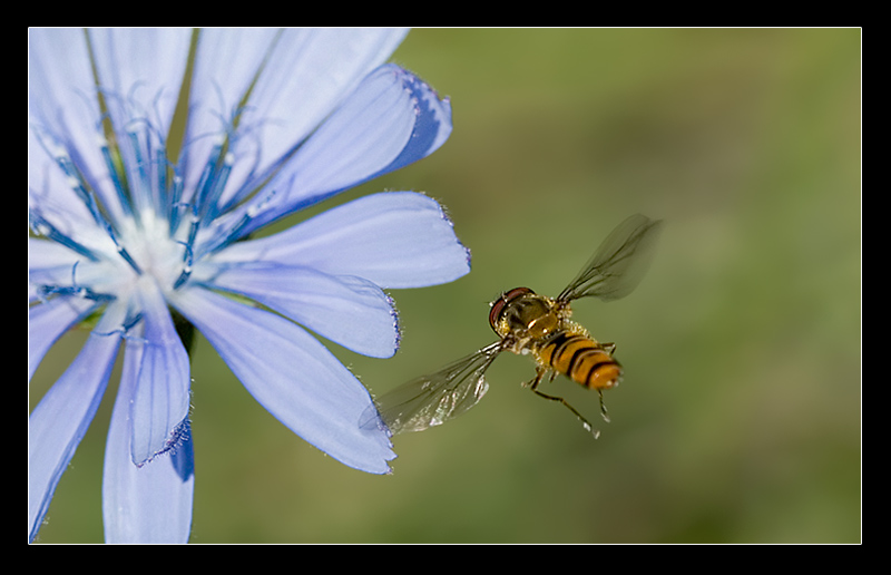 Diretto verso la torta
