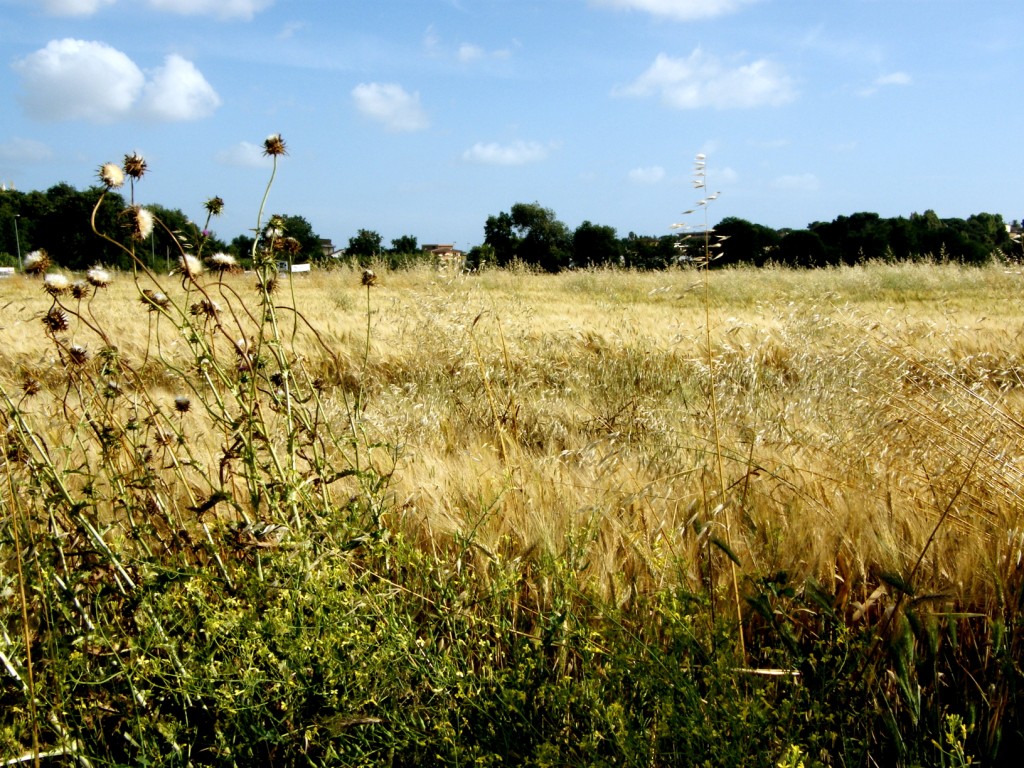 campo di grano...il ritorno!