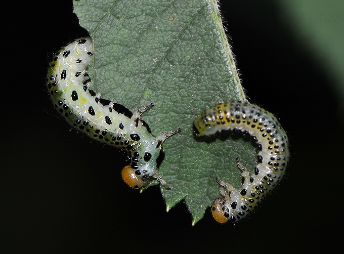 la cena dei bruchetti