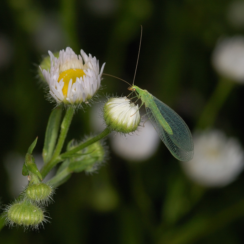 Coso non identificato...