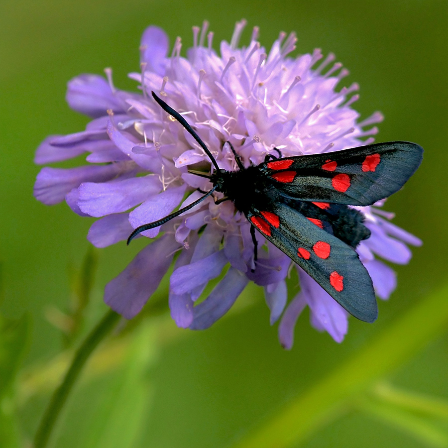 Zygaena