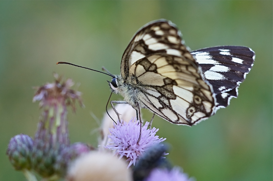 Melanargia galathea