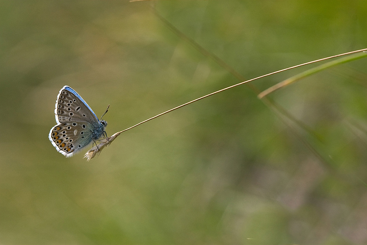 delicatamente posata
