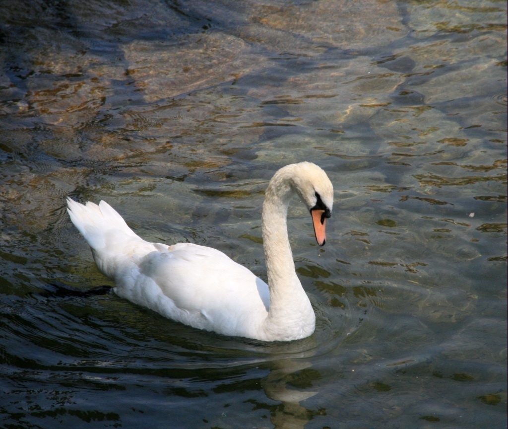 un cigno ...