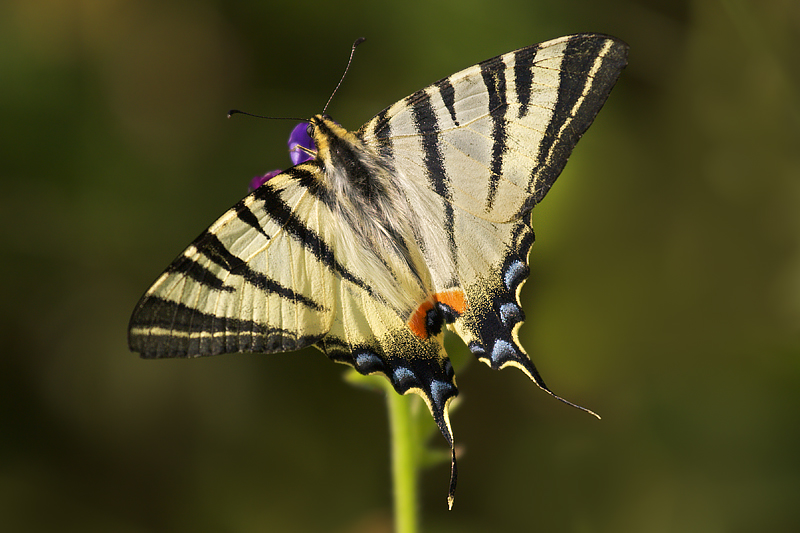 Iphiclides podalirius