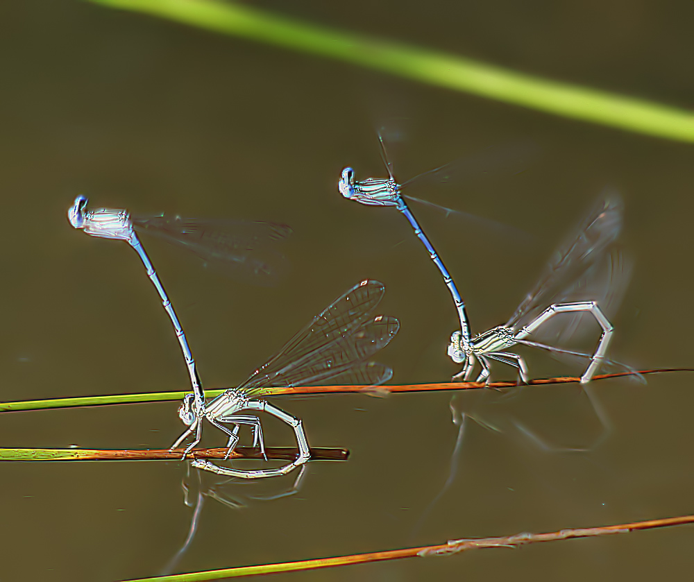 Fred Astaire & Ginger Rogers