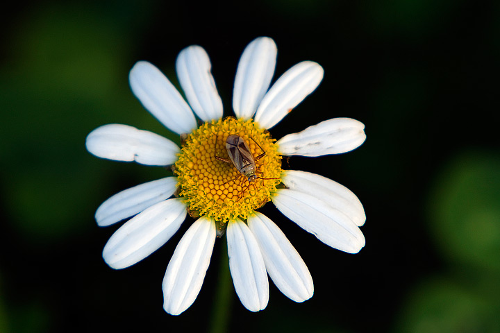 una margherita con ospite