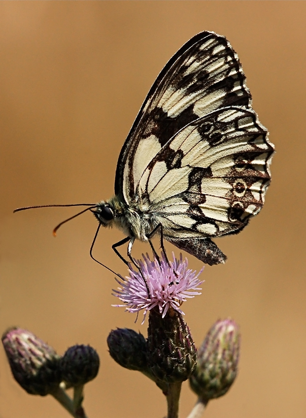 Ancora una Melanargia