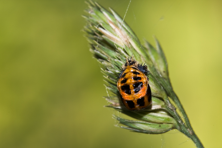 Sono una pupa e me ne vanto!
