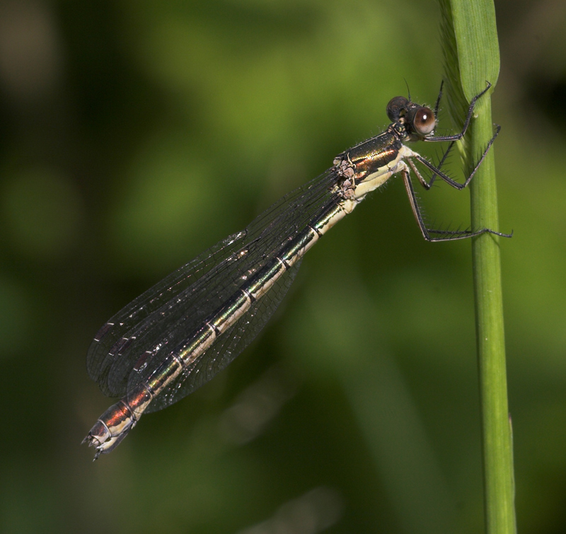 .-.-. damigella .-.-.