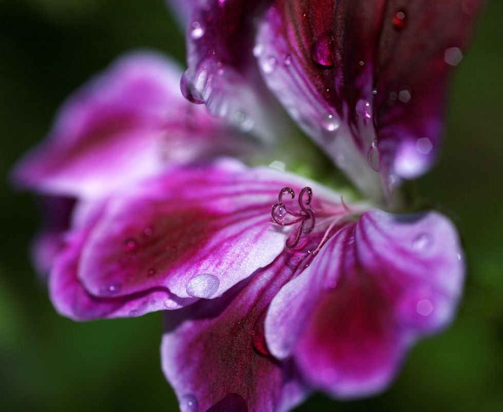 ...pistillo con rugiada