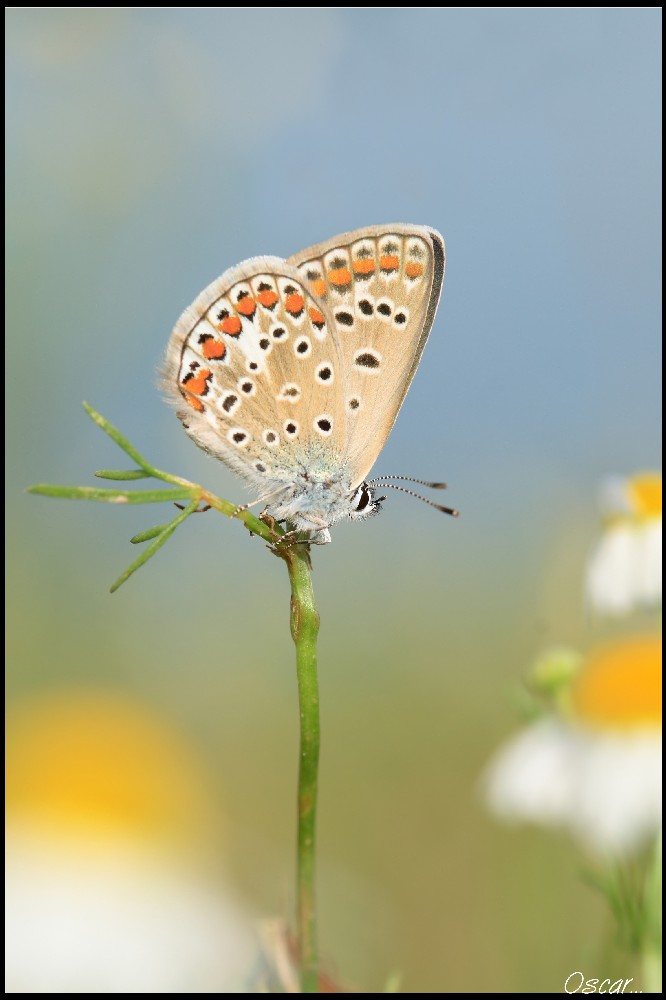 fra giallo e azzurro..