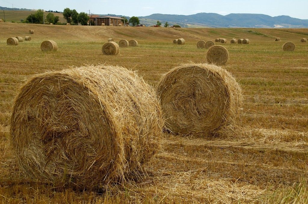 Balle di fieno