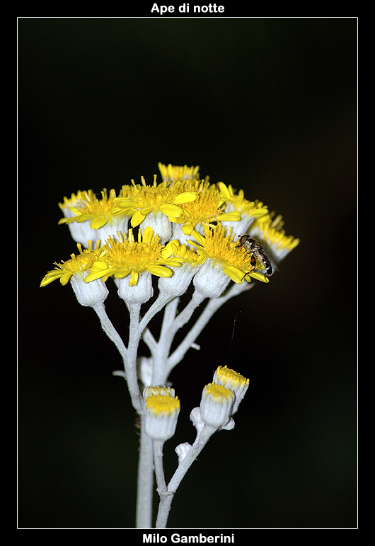Ape di notte