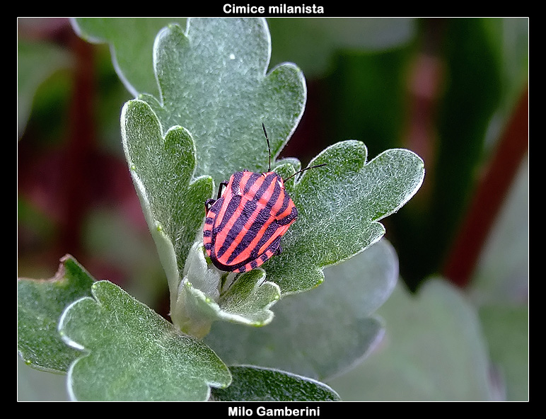 Graphosoma Italicum