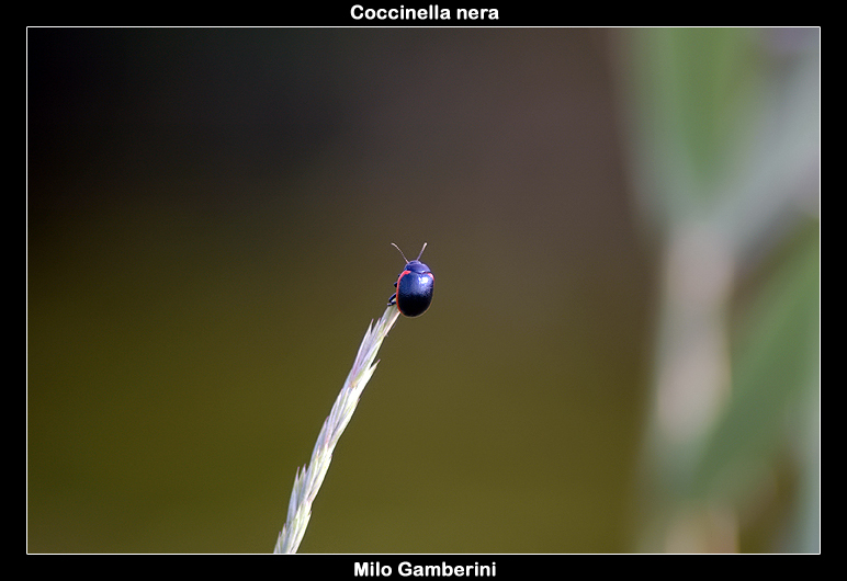 Coccinella nera