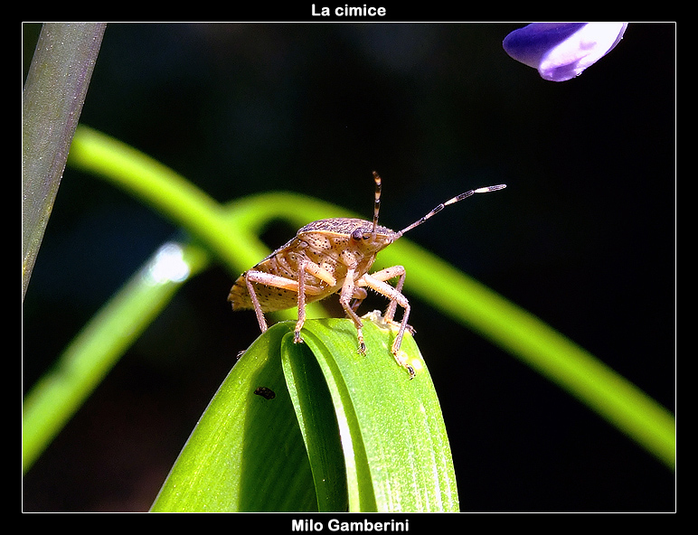 La cimice