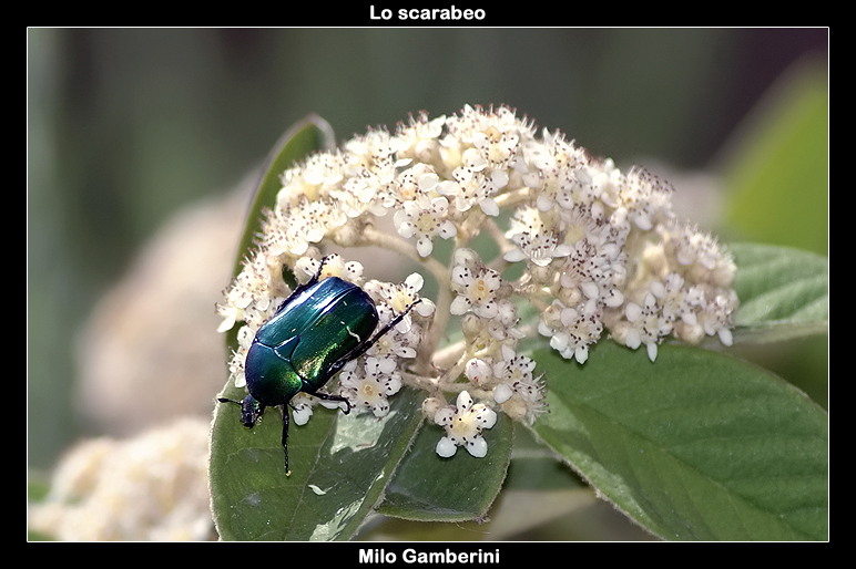 Lo scarabeo