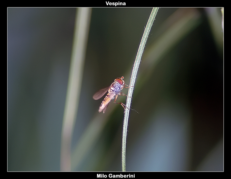 Episyrphus Balteatus