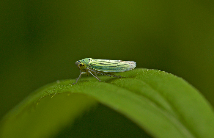 Cicadella virdis