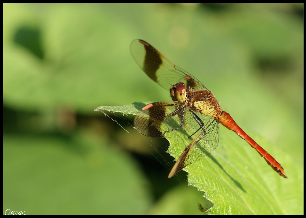 che bell'alba che mi godo...