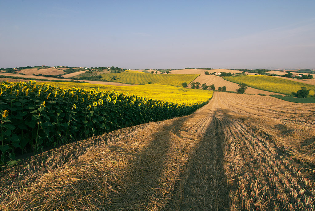 campagna marchigiana