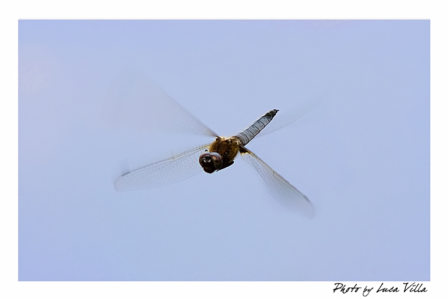 In volo....al volo....!!