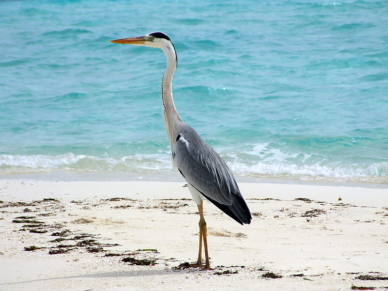 Uccellone Maldiviano