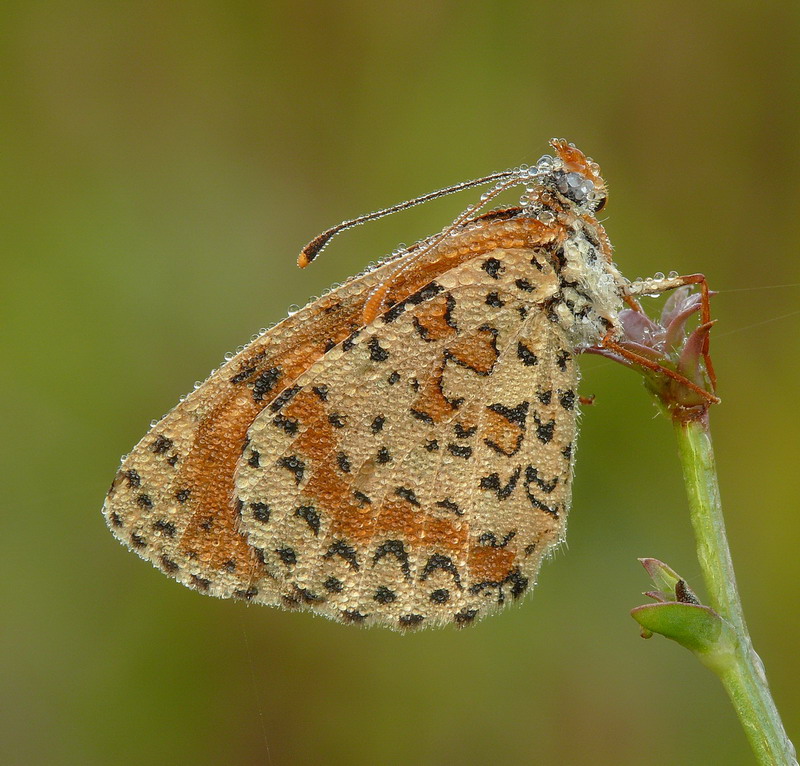 farfalla - mattina presto