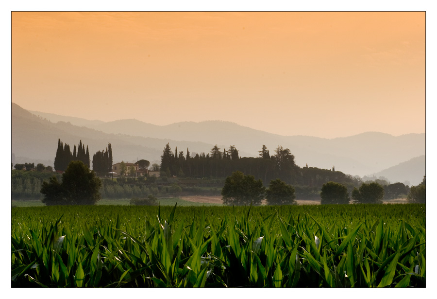 Prossimamente il grano II