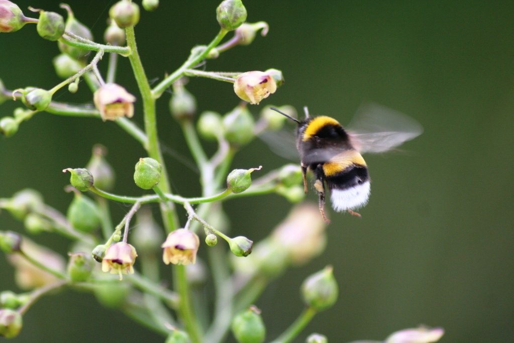 bzzzz........sto arrivando!!!