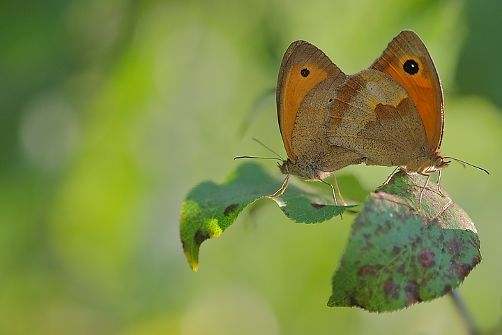 tetris: l'incastro perfetto