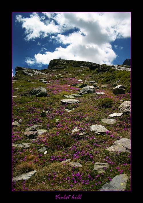 Violet hill
