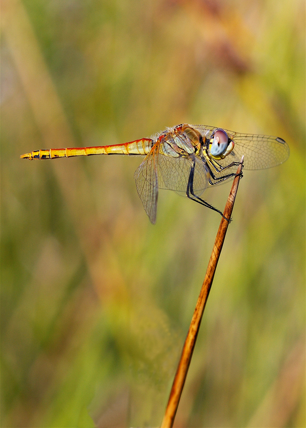 Libellula