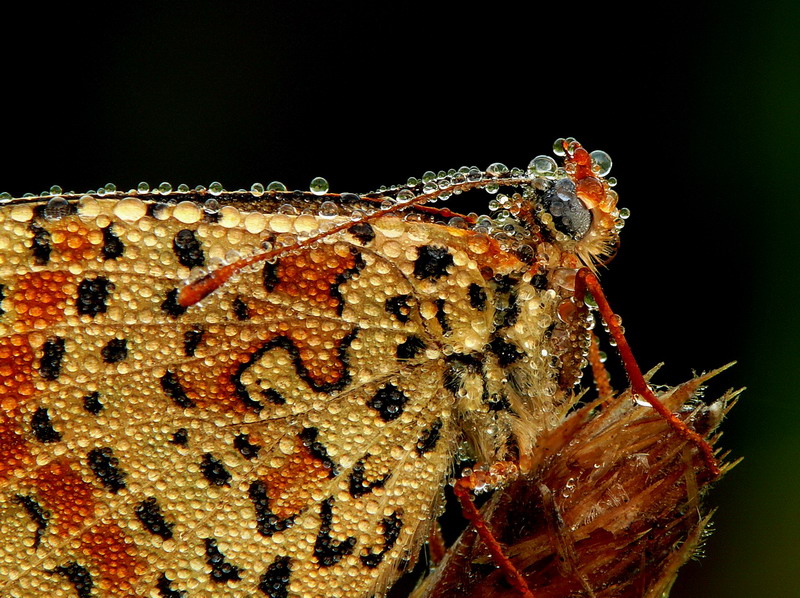 Farfalla - con rugiada