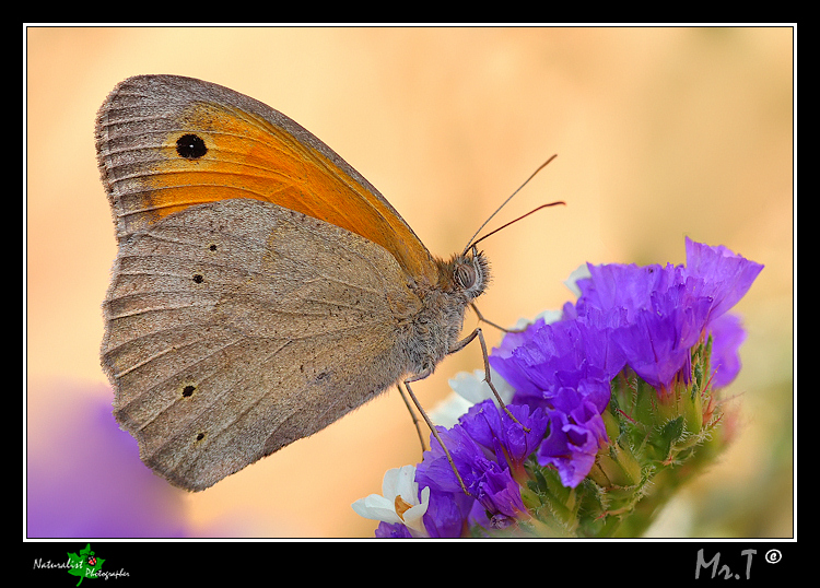 Maniola jurtina.....pure io...