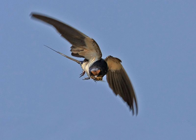 ella aveva nel becco un insetto...