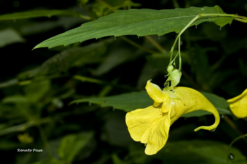 Impatiens noli-tangere -Non mi toccare-