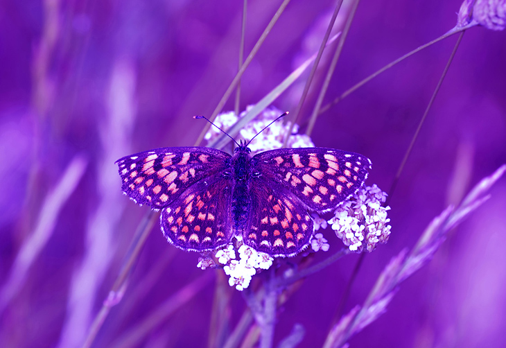 A caccia di farfalle