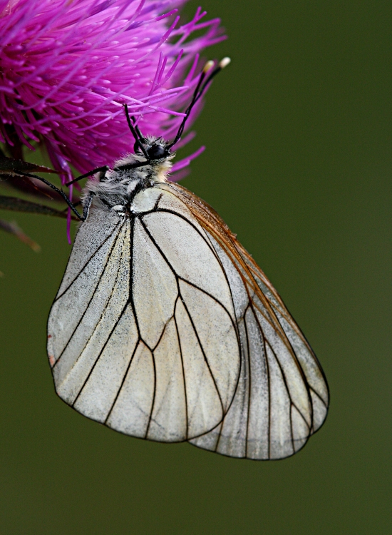 Aporia Crataegi